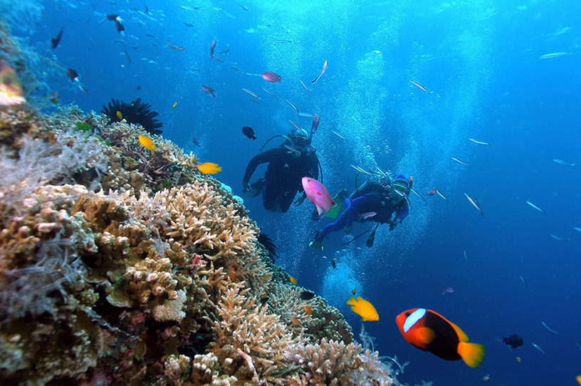 Snorkeling to admire coral reefs in Phu Quoc