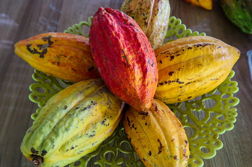 Muoi Cuong Cocoa Garden