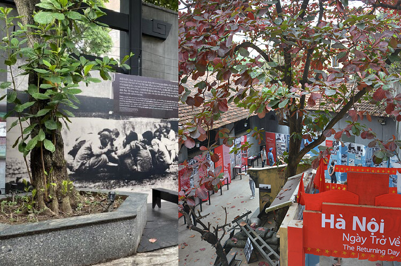 Terminalia Catappa Trees in the Hoa Lo Prison Yard