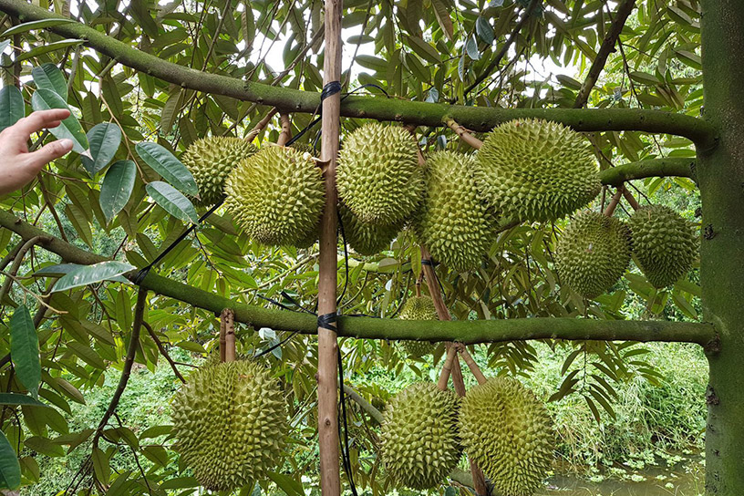 Fruit Orchards of Mekong Delta