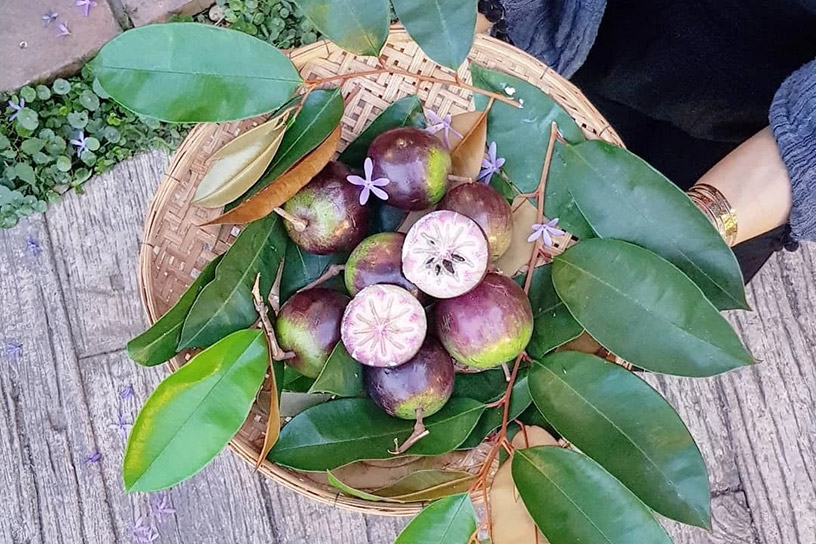 Fruit Orchards of Mekong Delta