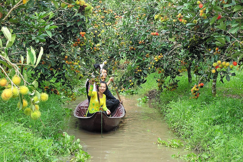 Fruit Orchards of Mekong Delta