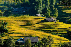 Sin Chai Village, Sapa