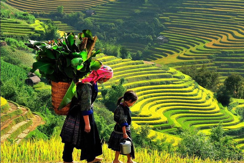 Ta Phin Terraced Fields