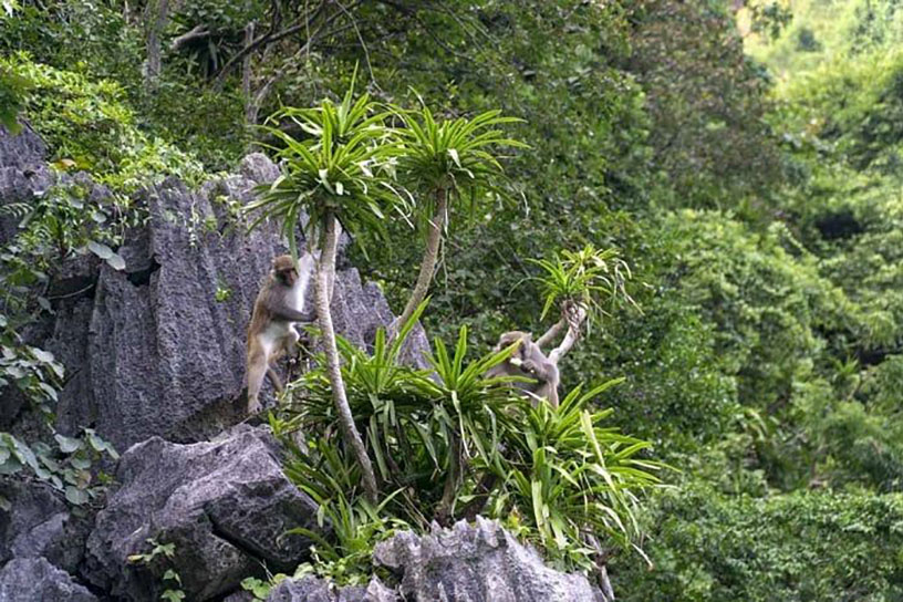 Spotting Golden Monkeys on the Mountains Above Luon Cave