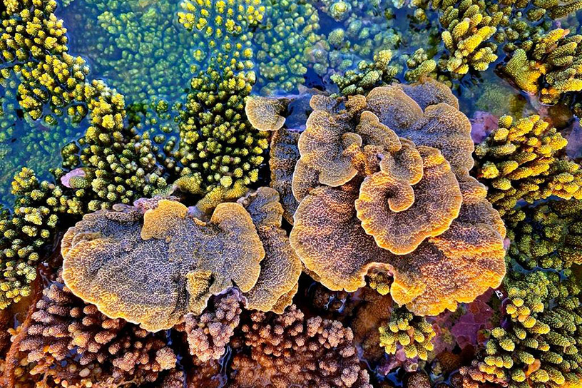 Coral Paradise