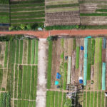 Explore Tra Que Vegetable Village, Hoi An