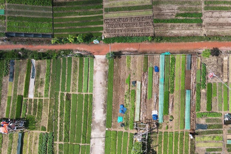Tra Que Vegetable Village