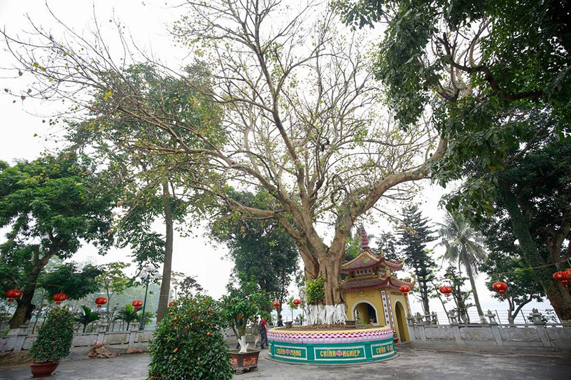 Bodhi Tree