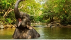 Chiang Mai Discovery: Temples & Elephants - 5 days