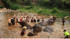 Chiang Mai Discovery: Temples & Elephants - 5 days