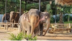 Chiang Mai Discovery: Temples & Elephants - 5 days