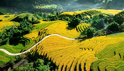 Sapa